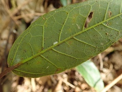 Ficus sarmentosa nipponica
