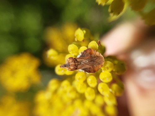 Phymata crassipes