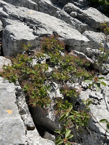 Cotinus coggygria