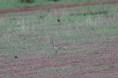 Vanellus superciliosus