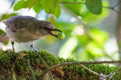Mimus graysoni