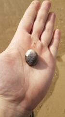 Nerita balteata