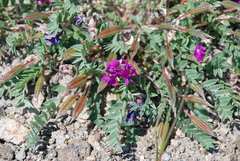 Oxytropis exserta