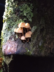 Mycena parsonsii
