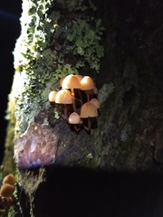Mycena parsonsii