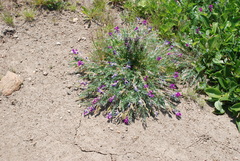 Oxytropis exserta