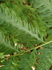 Woodwardia orientalis