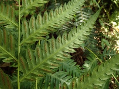 Woodwardia orientalis