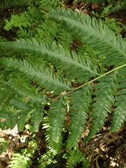 Woodwardia orientalis