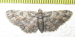 Orbamia octomaculata