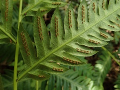 Woodwardia orientalis