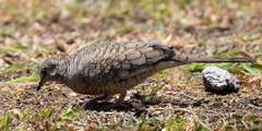 Columbina inca