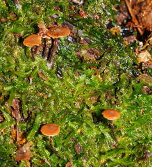 Kuehneromyces brunneoalbescens