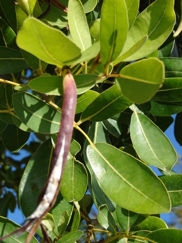 Tabebuia heterophylla