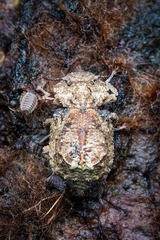 Zopheridae