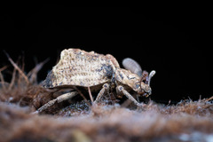 Zopheridae