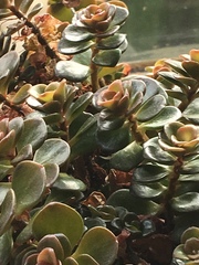 Sedum tetractinum