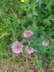 Trifolium pratense