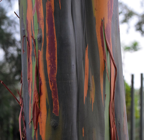 Eucalyptus deglupta - Whole tree