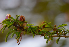 Calliandra eriophylla