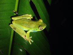 Boana rufitela