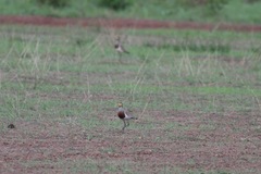 Vanellus superciliosus