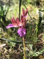 Anacamptis papilionacea papilionacea
