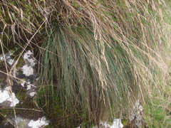 Festuca actae