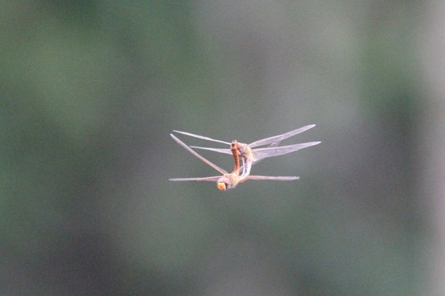 Wandering Glider