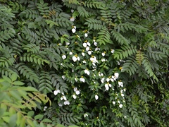 Mussaenda pubescens