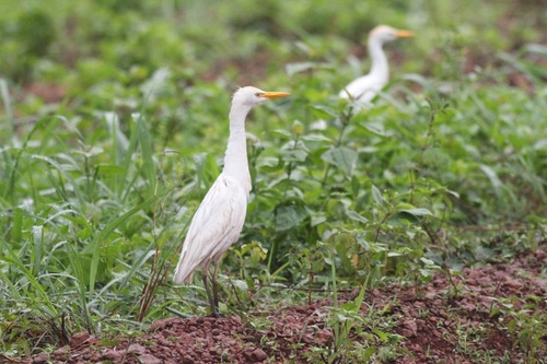 Western Cattle-Egret