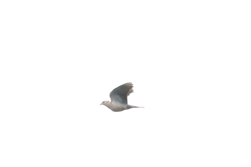Vinaceous Dove