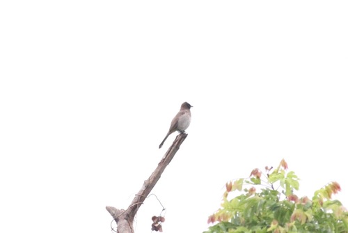 Common Bulbul