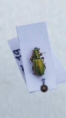 Phyllobius argentatus