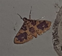 Conogethes haemactalis