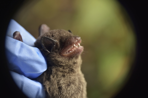Little Black Serotine (Neoeptesicus andinus) — Data Deficient Mammalia