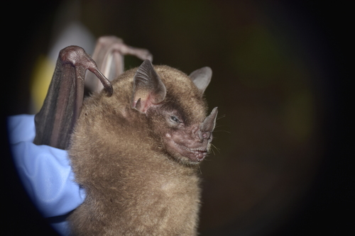 Koopman and Hill's Yellow-shouldered Bat (Sturnira koopmanhilli) — Data Deficient Mammalia