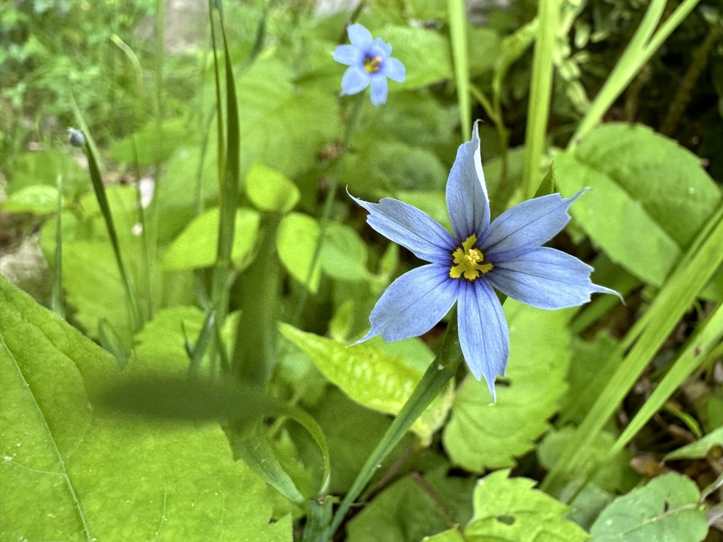 blue-eyed grasses from Boonton, NJ, US on May 24, 2024 at 11:59 AM by ...