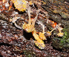 Neobarya agaricicola