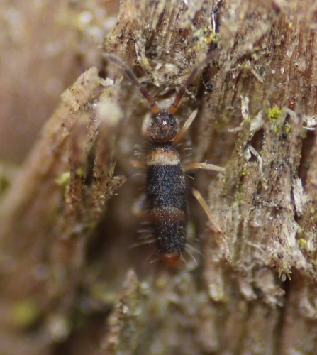 Entomobrya albocincta, Ingleton, Carnforth LA6 3HN, UK, photo 7 of 10