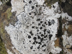 Porpidia macrocarpa