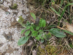 Myosotis lytteltonensis