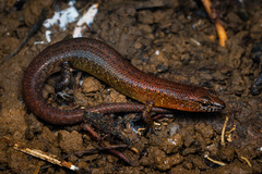 Sigaloseps deplanchei