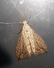 Trigonistis demonias