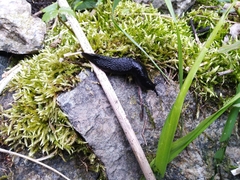 Turcomilax turkestanus