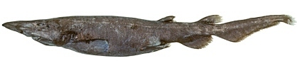 Roughskin Catshark