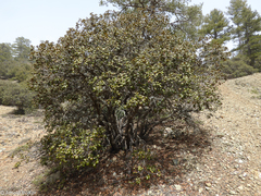 Quercus alnifolia
