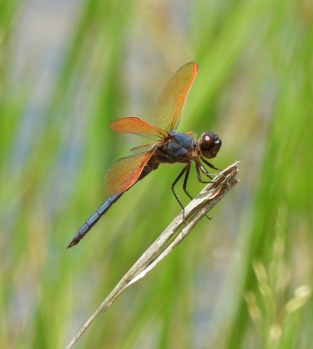 Purple Skimmer photo 2
