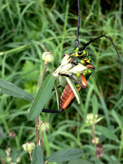 Plinthocoelium suaveolens