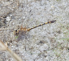 Image of Progomphus alachuensis